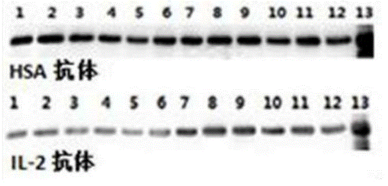 Method for constructing CHO cell strain for stably and efficiently expressing human serum albumin and interleukin II fusion protein