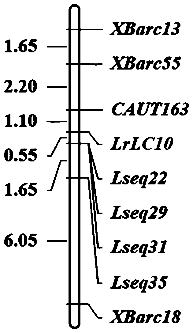 SNP (single nucleotide polymorphism) site of anti-wheat leaf rust gene Lr13 and application of SNP site