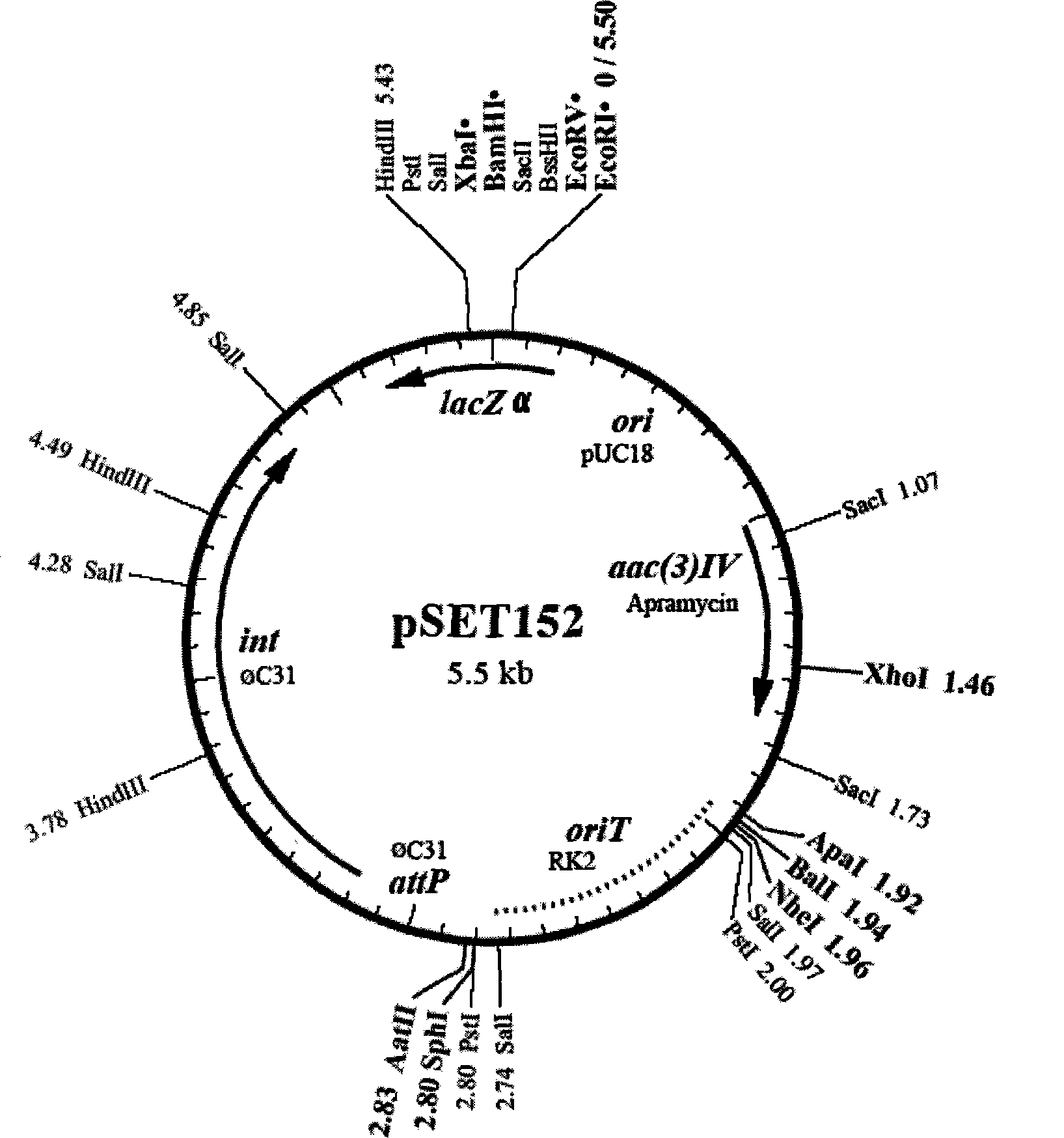 Streptomyces clavuligerus, as well as preparation method and application