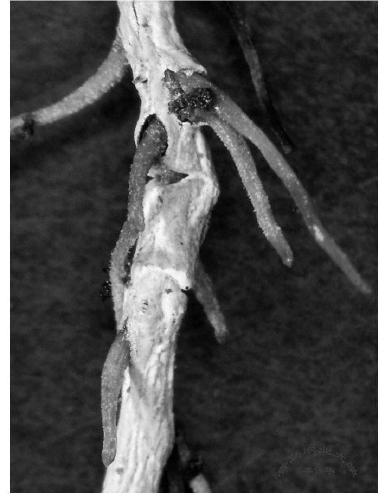 Root composite treating agent for preventing and treating fruit tree root diseases and insect pests, preparation method and application thereof