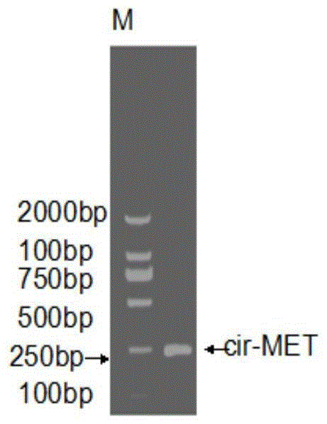 Circular RNA-met gene in liver cancer and its preparation method and fluorescent quantitative PCR detection method