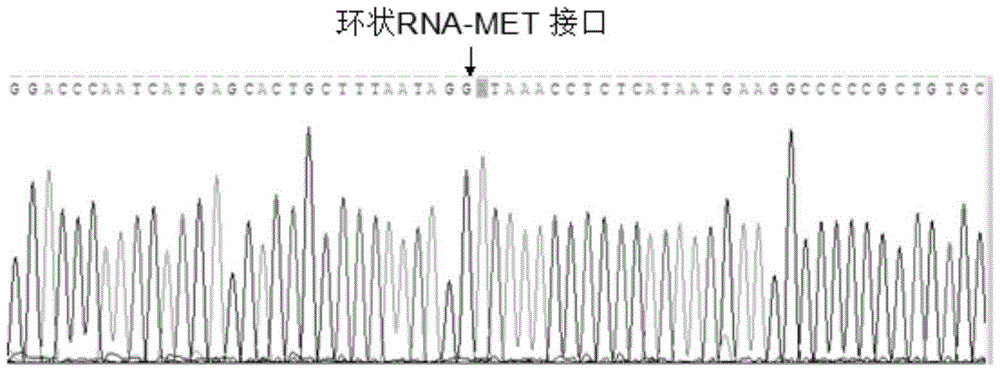 Circular RNA-met gene in liver cancer and its preparation method and fluorescent quantitative PCR detection method