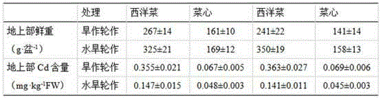 Crop rotation method capable of reducing content of cadmium in leaf vegetables