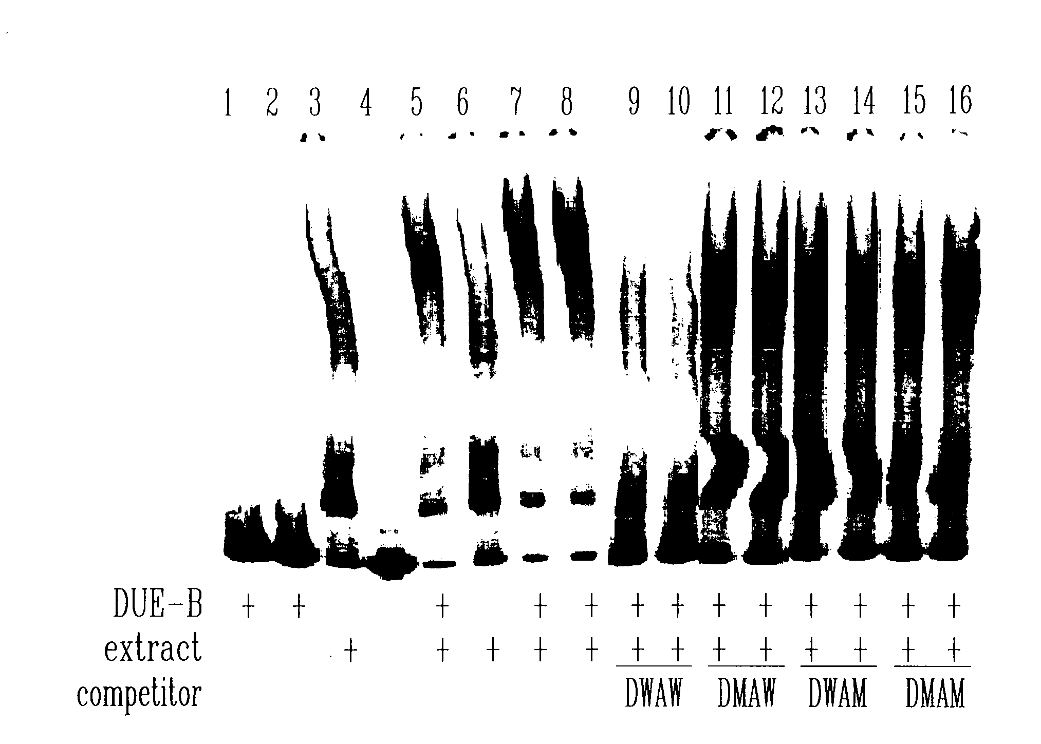 DNA binding protein