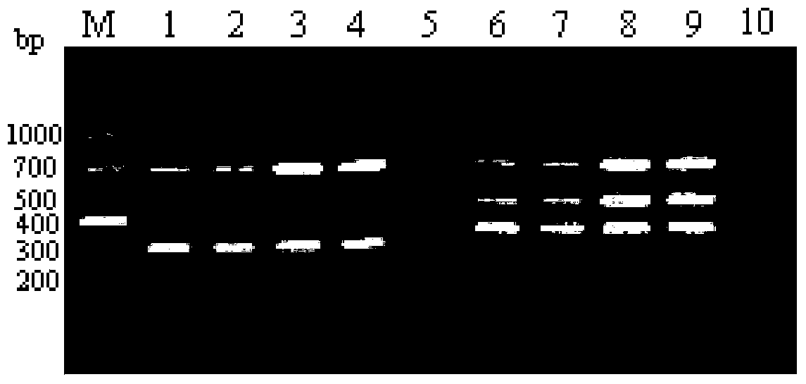 Primer pair combination and application thereof for identifying or helping identifying avian influenza virus and H6N1 subtype thereof