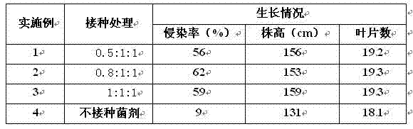 Application method of arbuscular mycorrhizal fungus in large-scale tobacco cultivation