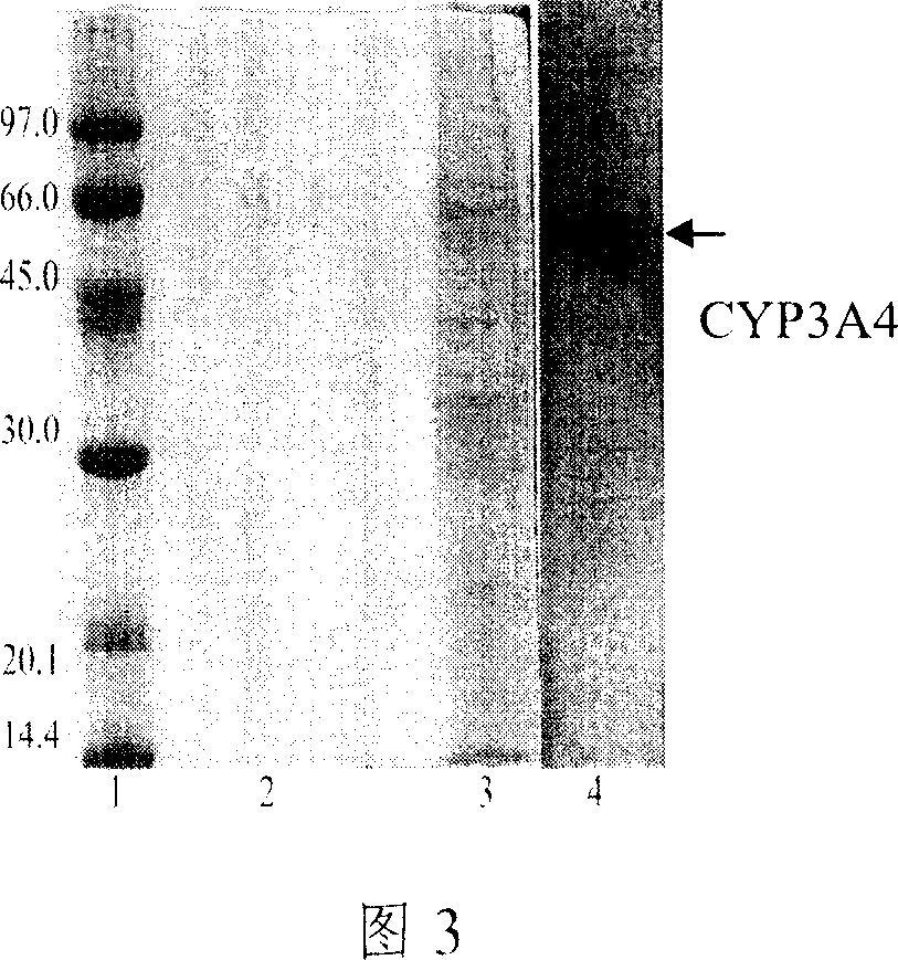 Yeast system capable of coexpressing CYP and CPR