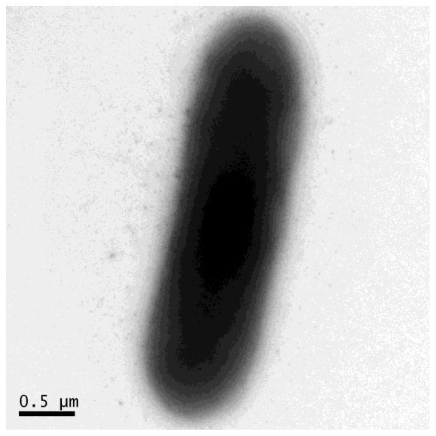 Paenibacillus polymyxa DX32 and application thereof in inhibiting plant Glomerella