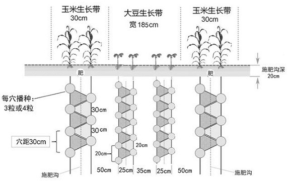 Method for interplanting high-quality and high-yield corn with soybean