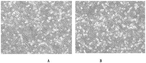 Method for reducing complement level and protein precipitation by premixing bovine serum raw materials