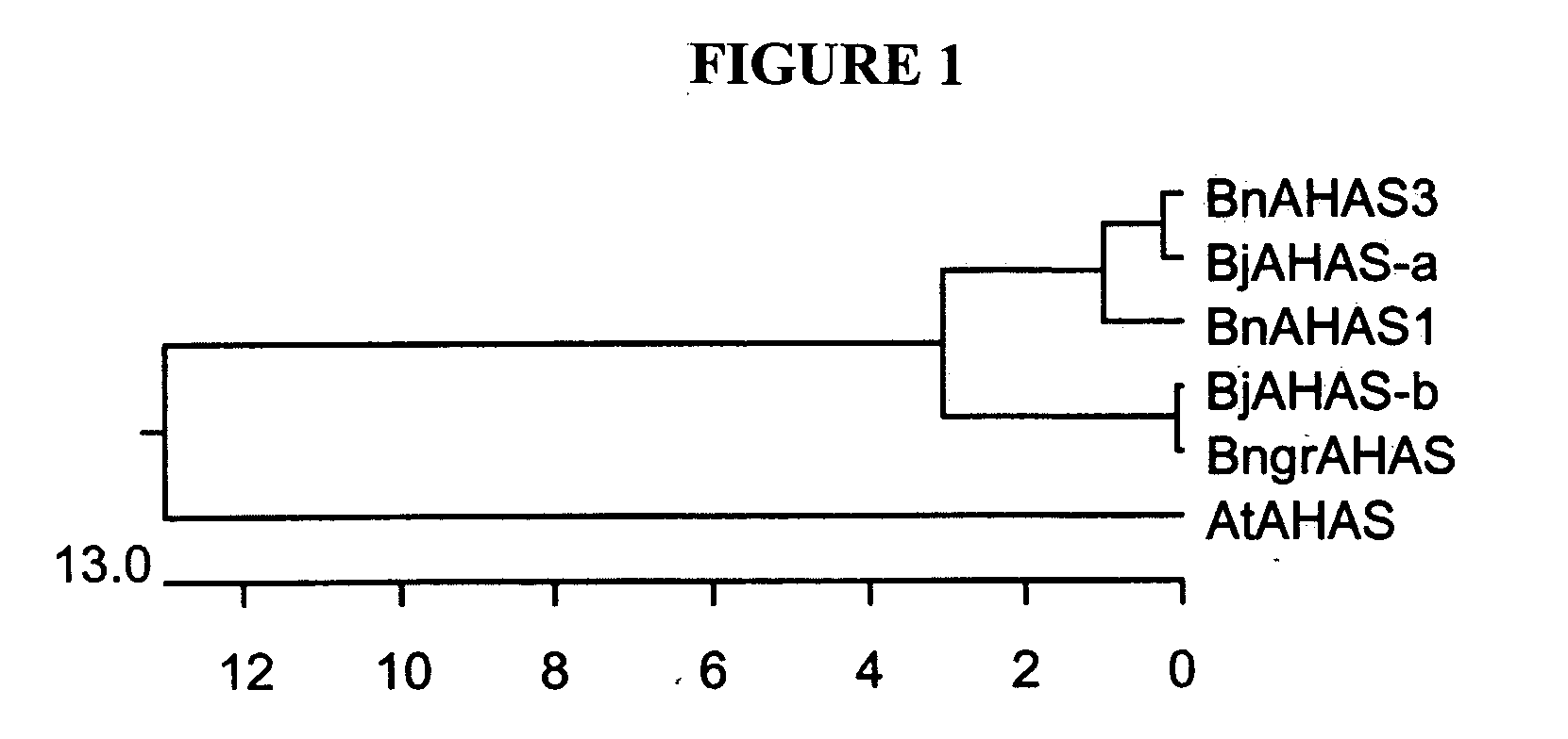 Brassica AHAS genes and gene alleles that provide resistance to imidazolinone herbicides