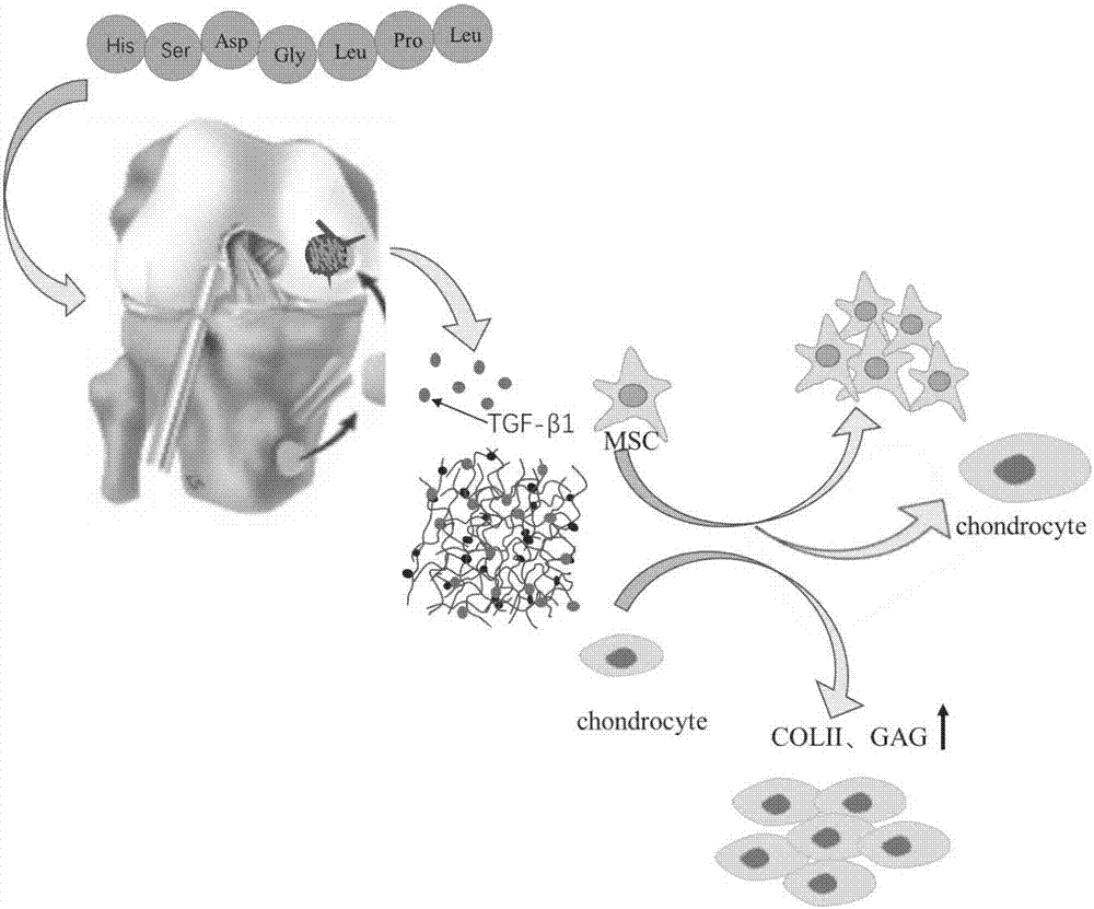 Preparation method of co-crosslinked double-network hydrogel support for promoting cartilage injury repair