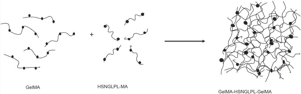 Preparation method of co-crosslinked double-network hydrogel support for promoting cartilage injury repair