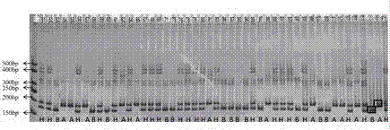 Watermelon flesh color character major gene locus, and InDel molecular marker and application thereof