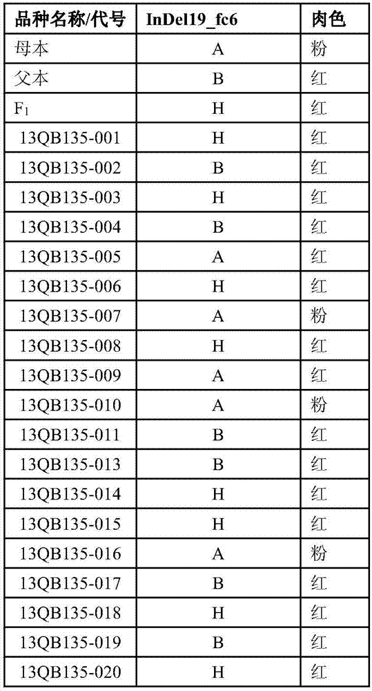 Watermelon flesh color character major gene locus, and InDel molecular marker and application thereof