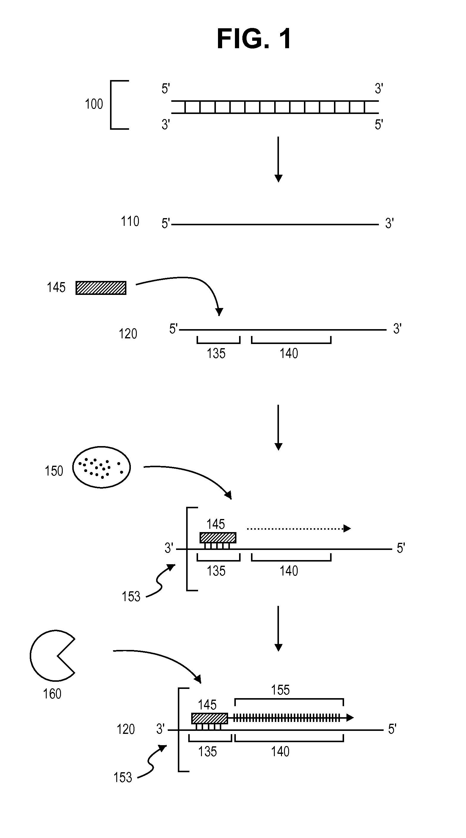 Single-stranded polynucleotide amplification methods