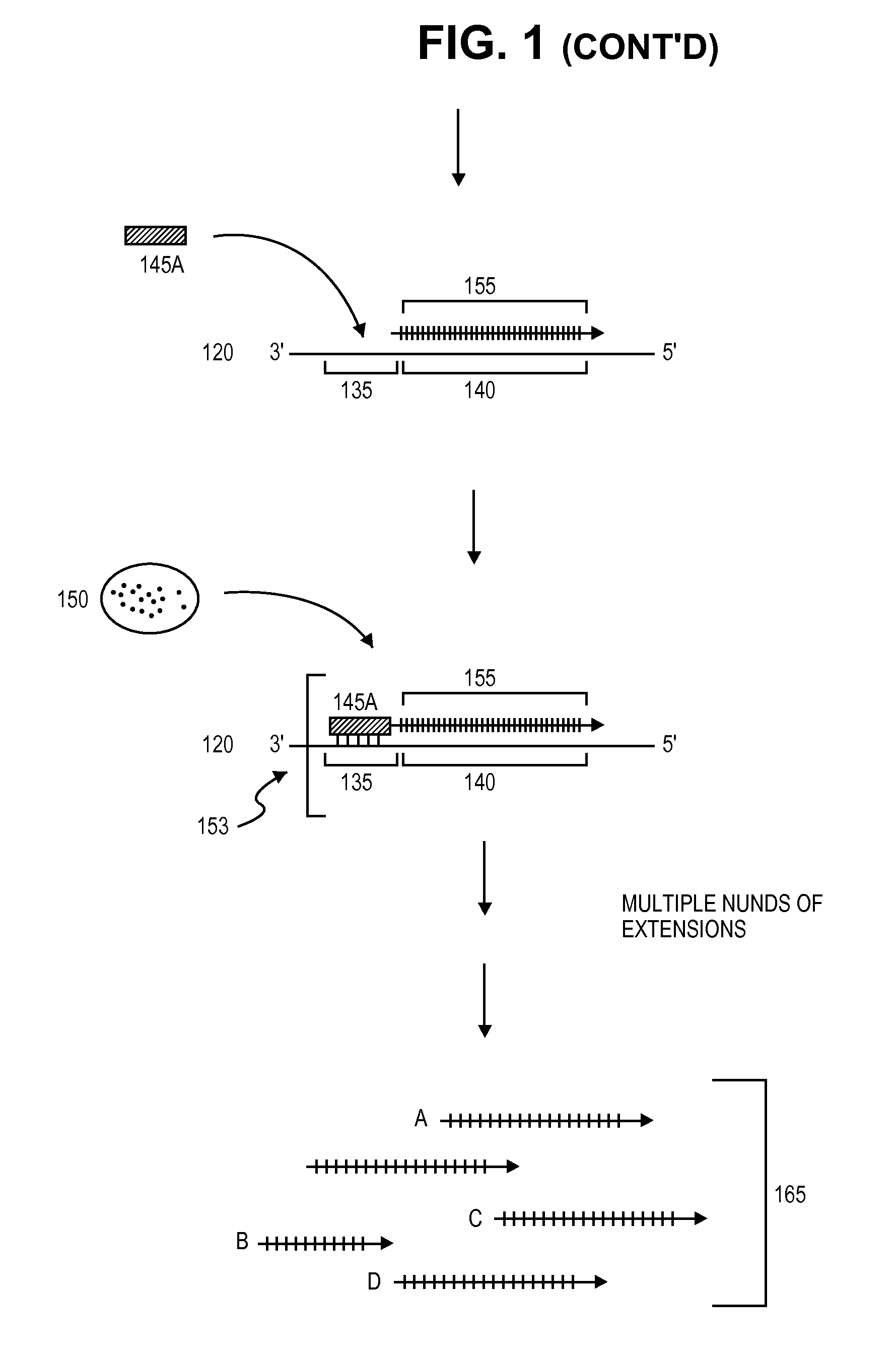 Single-stranded polynucleotide amplification methods