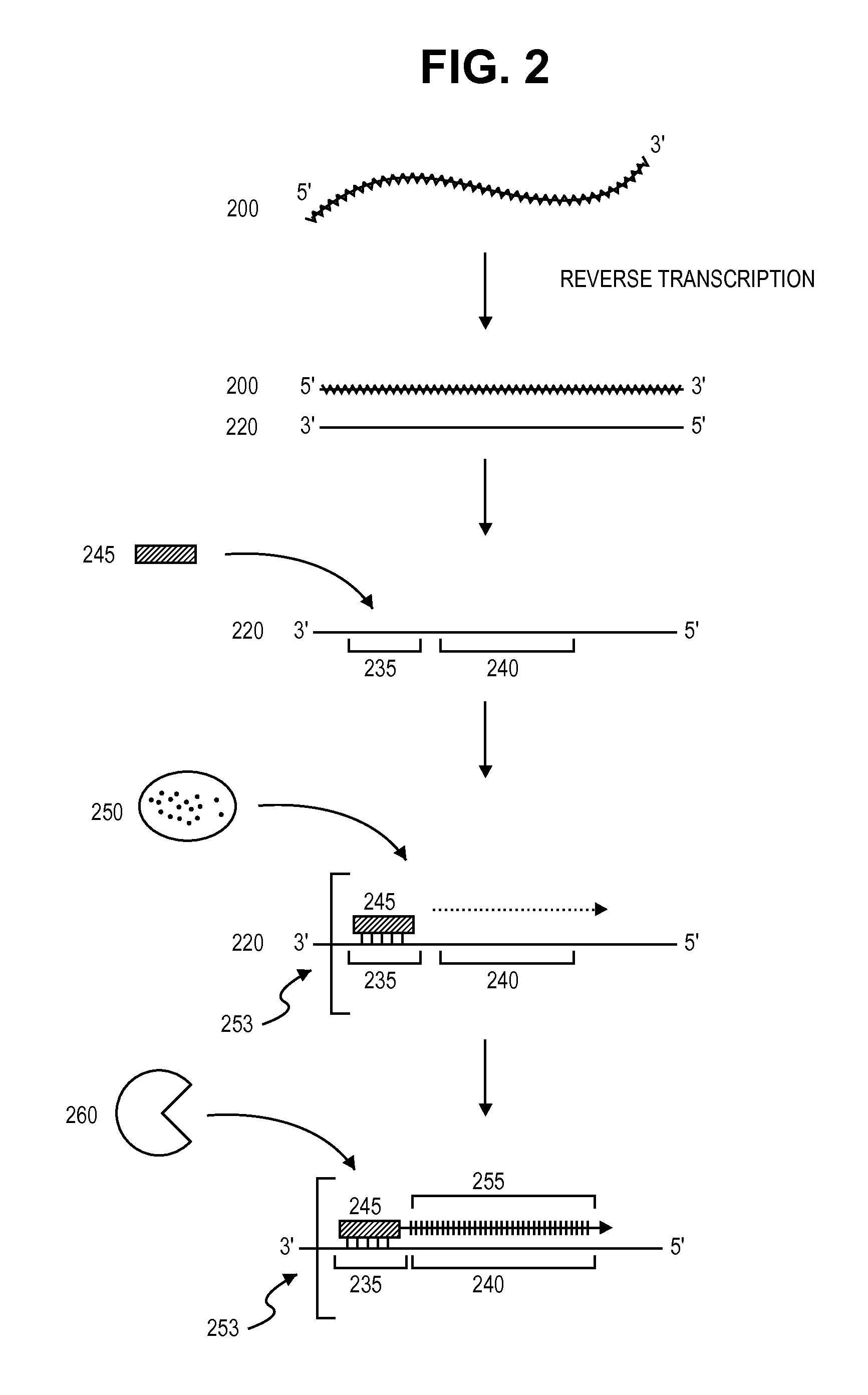 Single-stranded polynucleotide amplification methods