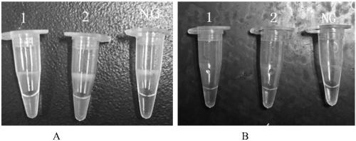 Primer, kit and method for PSR detection of heat-resisting direct hematoxin and heat-resisting related hematoxin