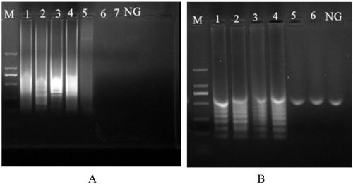 Primer, kit and method for PSR detection of heat-resisting direct hematoxin and heat-resisting related hematoxin