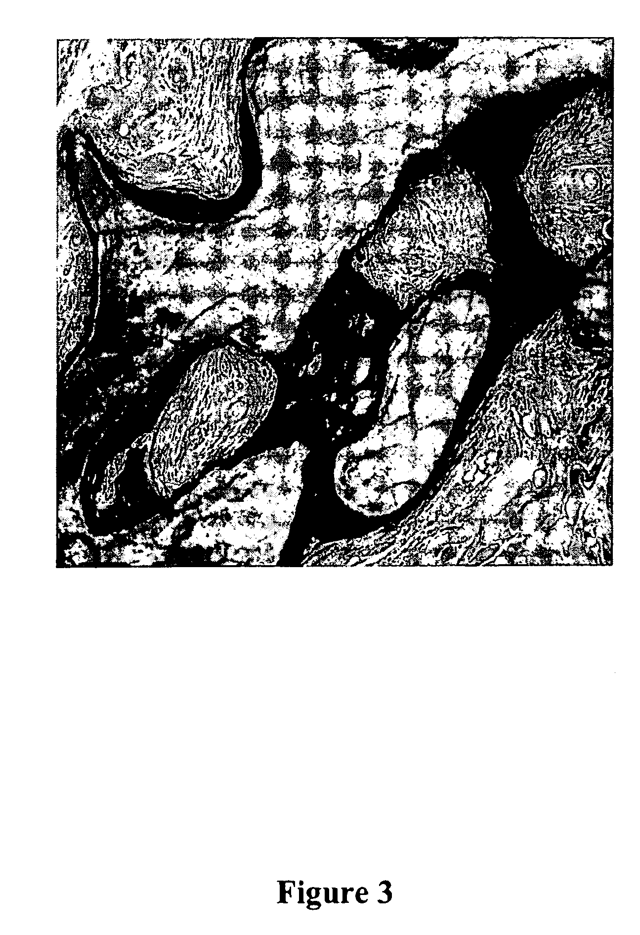 Cell culture medium containing growth factors and L-glutamine