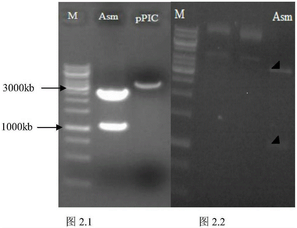 An optimized β-mannanase gene man and its expression vector in Pichia pastoris