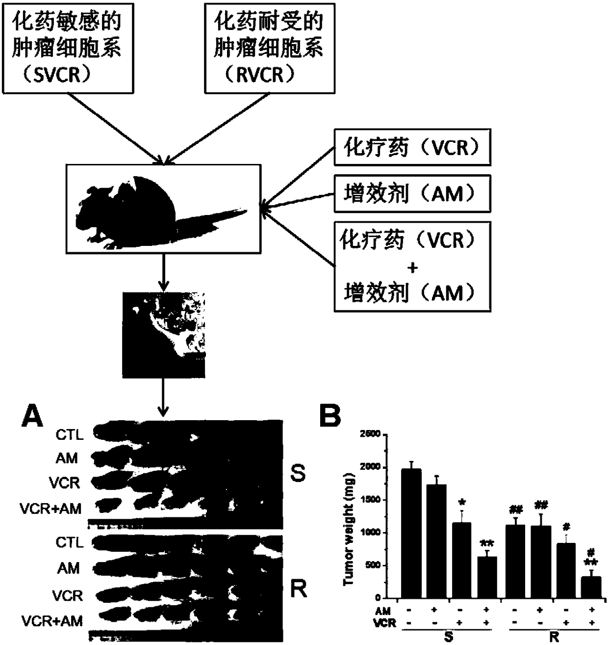 Compound serving as anti-tumor medicine synergist and reversal agent