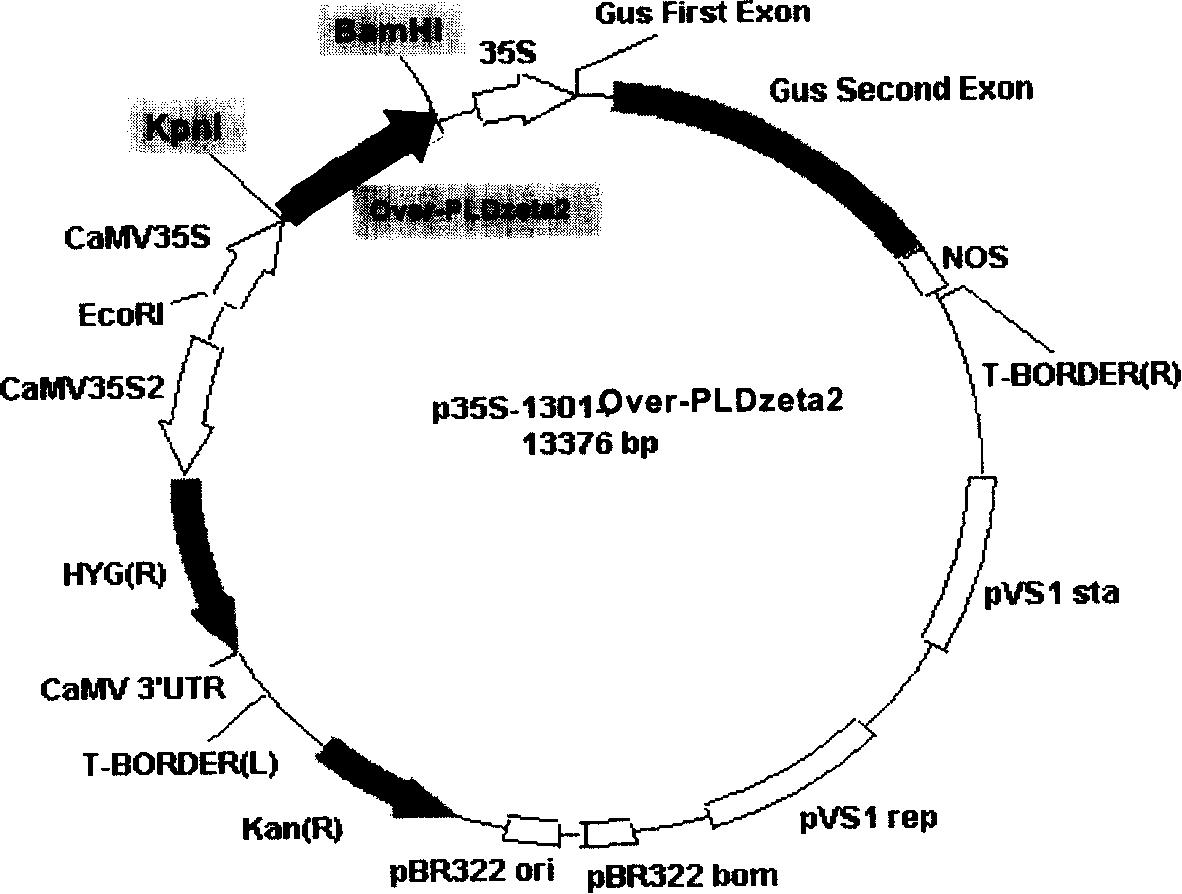 Gene for regulating sensibility of plants to auxin and uses thereof