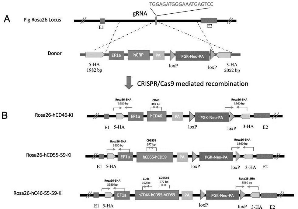 Preparation method of miniature pig with human complement regulatory protein knocked into Rosa26 site at fixed point