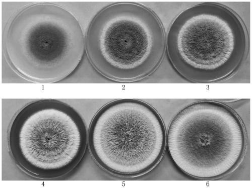 Culture medium used for producing metarhizium anisopliae spore powder and production method of high-content spore powder of metarhizium anisopliae