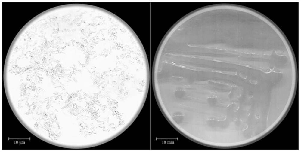 Rhizobium japonicum and application thereof