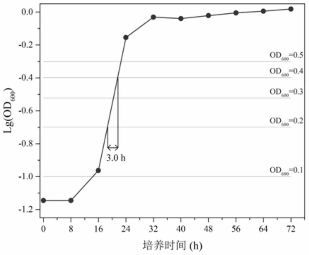 Rhizobium japonicum and application thereof