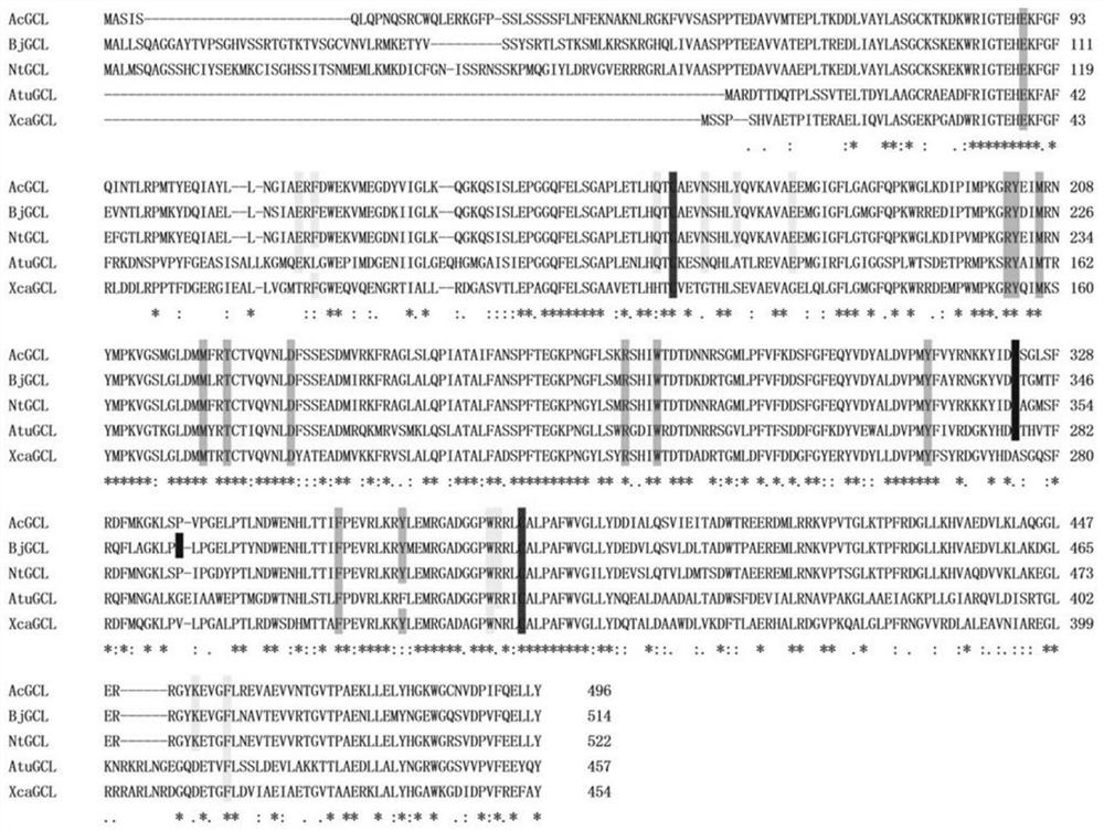 Applications of onion[gamma]-glutamylcysteine ligase AcGCL gene in improving heavy metal tolerance of plants