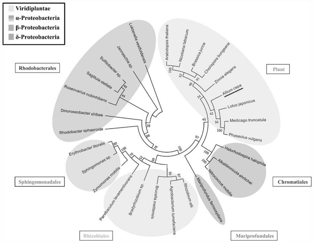 Applications of onion[gamma]-glutamylcysteine ligase AcGCL gene in improving heavy metal tolerance of plants