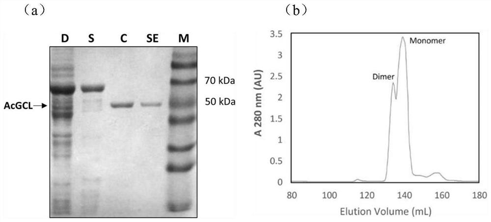 Applications of onion[gamma]-glutamylcysteine ligase AcGCL gene in improving heavy metal tolerance of plants