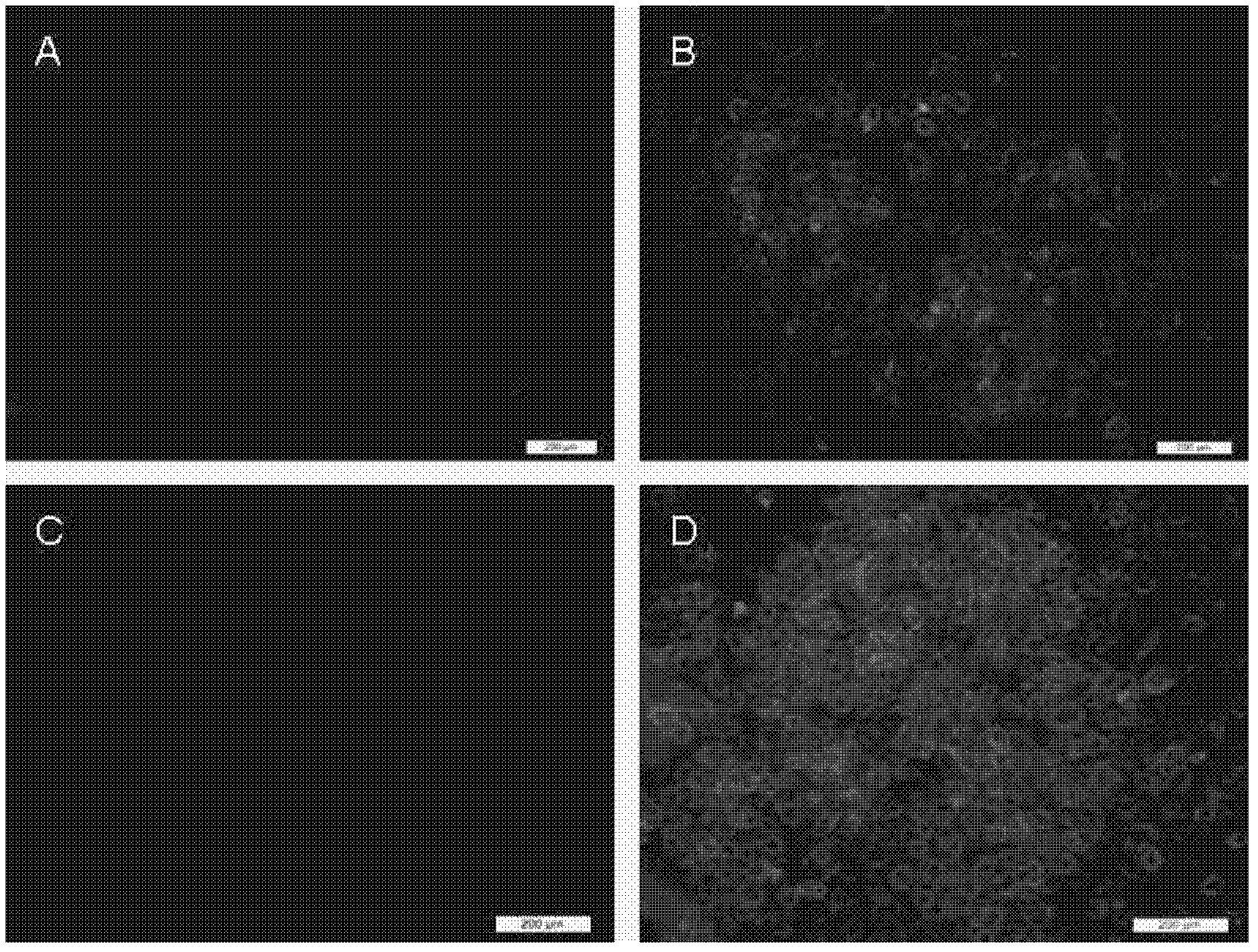 Inducing method for directional differentiation of human umbilical cord mesenchymal stem cells into liver cells