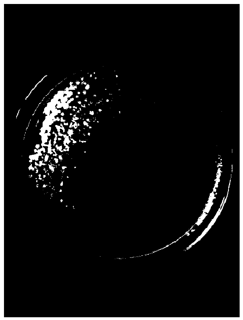 Co-doped ZnO quantum dot/attapulgite nano composite antibacterial agent and preparation method thereof