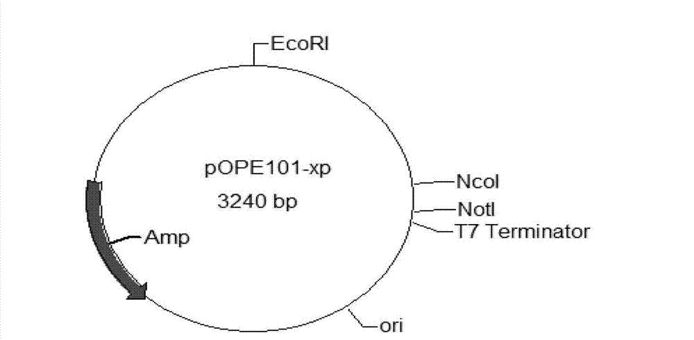 Bovine-derived anti-staphylococcus aureus single-chain antibody, preparation method and application thereof