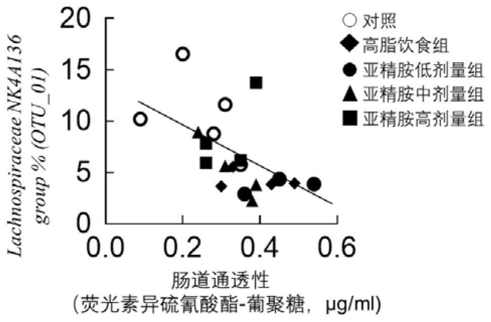 Application of spermidine in preparation of preparation for improving bacterial abundance of lachnospiraceae