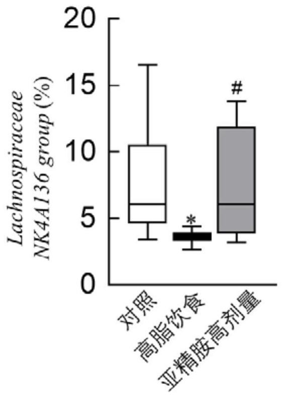 Application of spermidine in preparation of preparation for improving bacterial abundance of lachnospiraceae