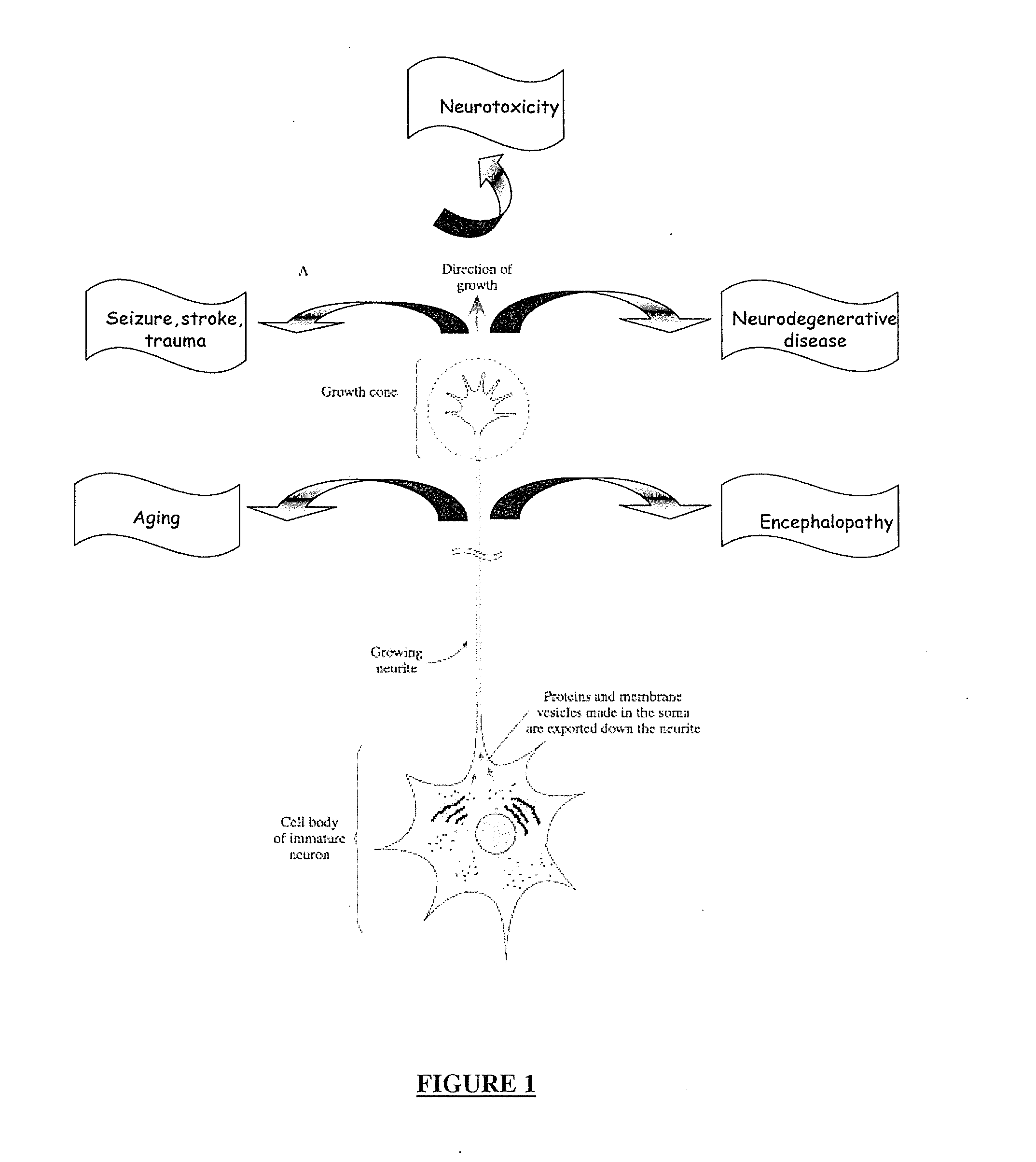 Neuron generation, regeneration and protection