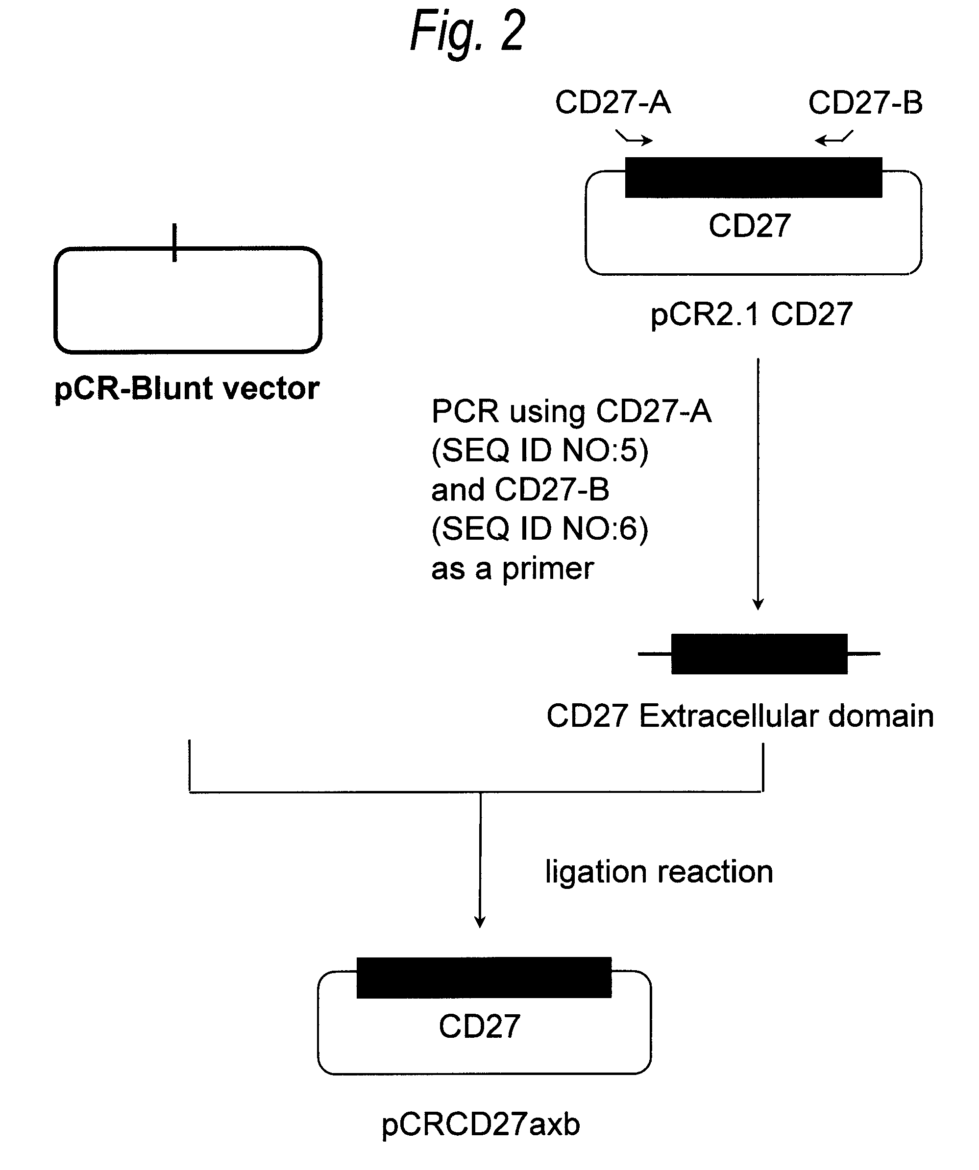 Anti-cd27 antibody