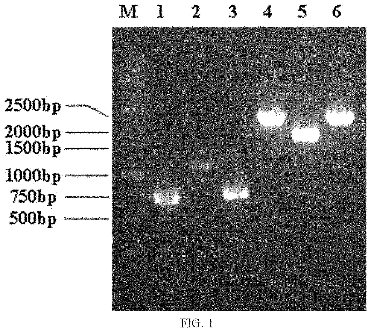 Genetically engineered bacterium for sarcosine production as well as construction method and application