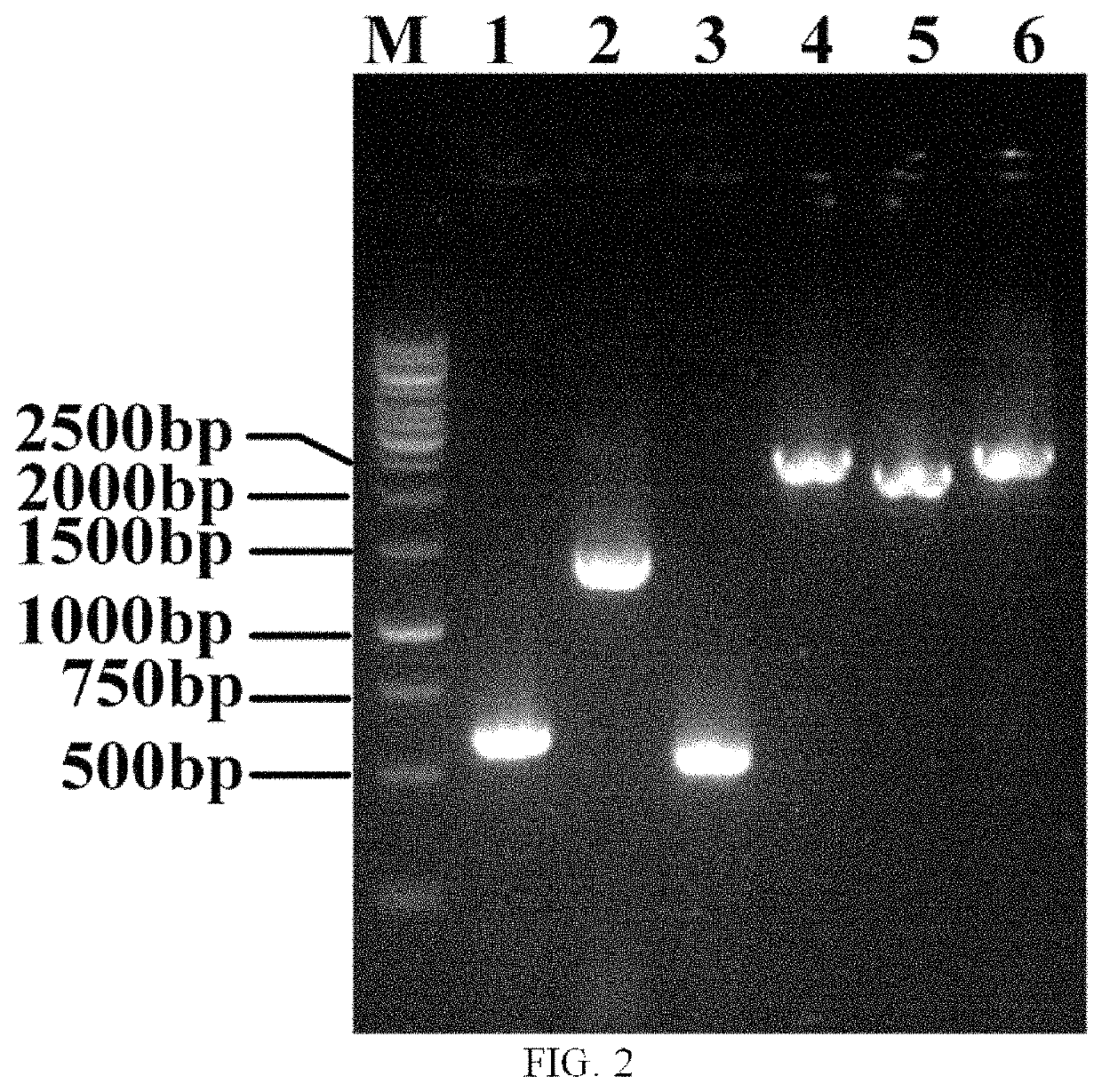 Genetically engineered bacterium for sarcosine production as well as construction method and application