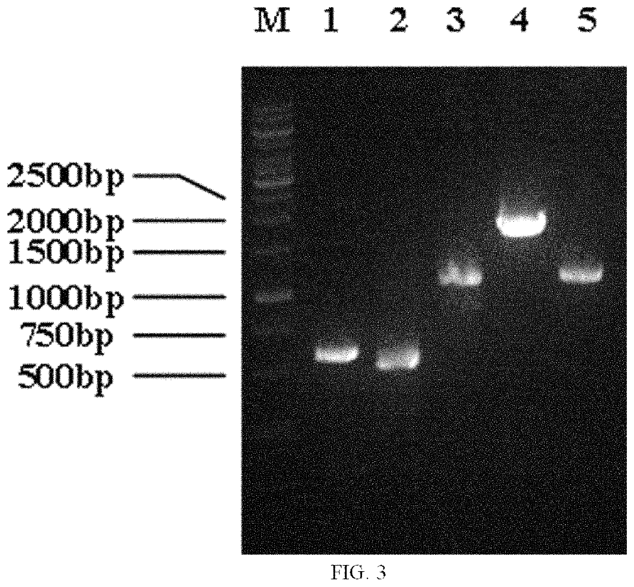 Genetically engineered bacterium for sarcosine production as well as construction method and application