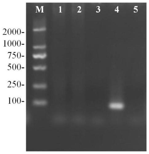 Specific primer, probe, test kit and method for detecting sugarcane components