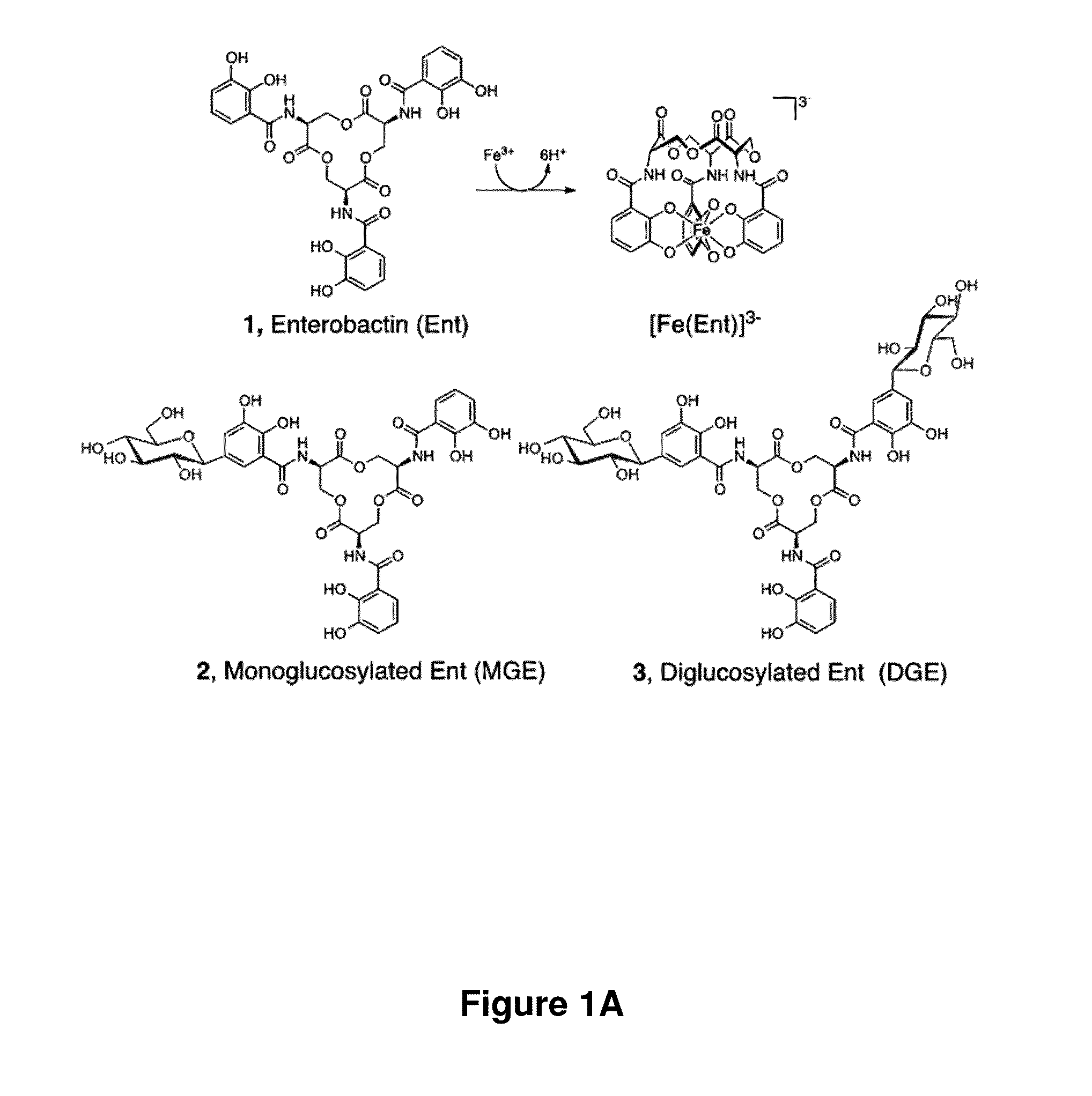 Enterobactin conjugates and uses thereof