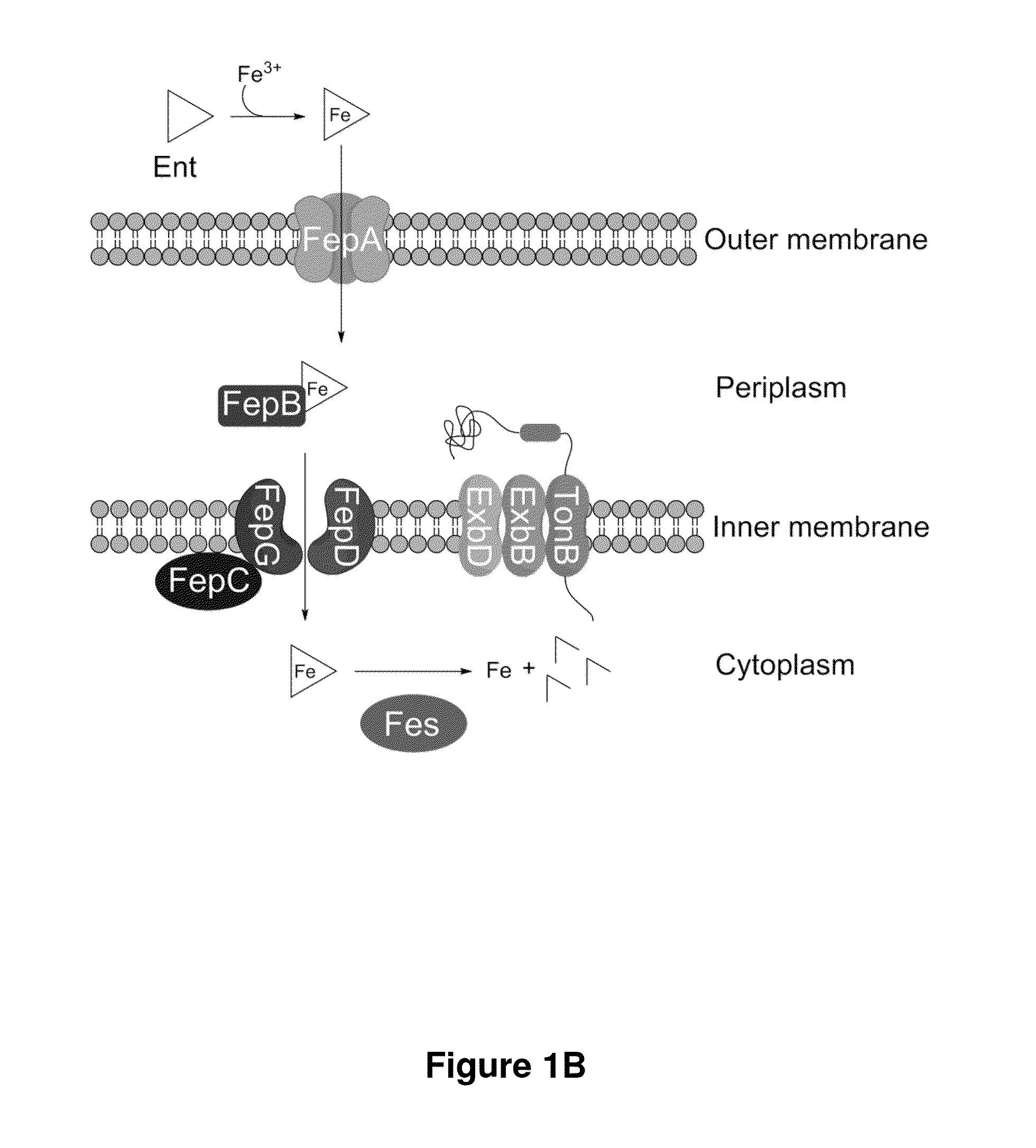 Enterobactin conjugates and uses thereof