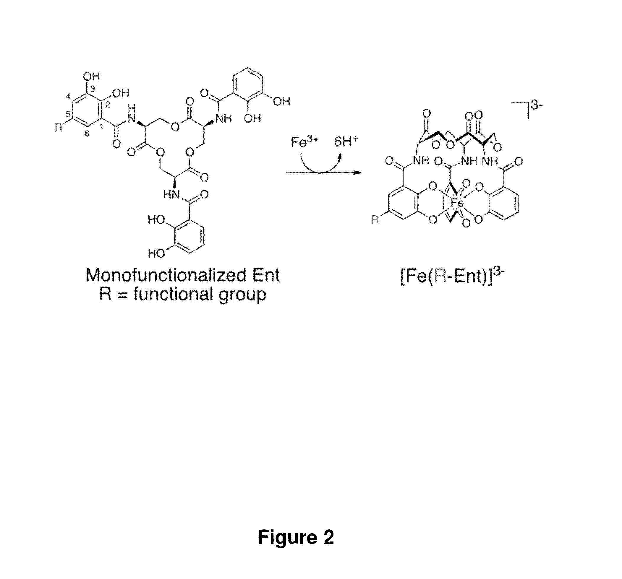 Enterobactin conjugates and uses thereof