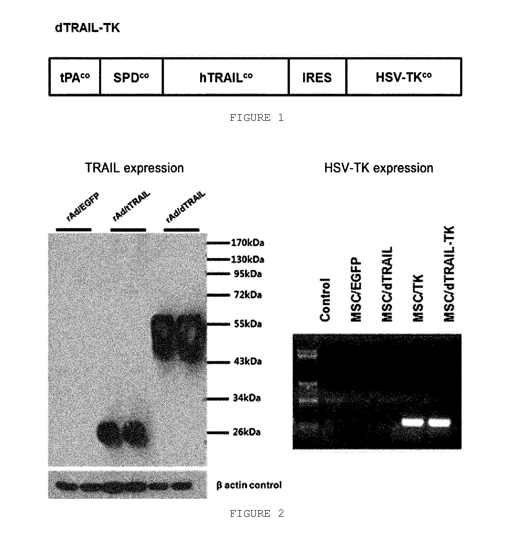 Vector simultaneously expressing dodecameric trail and hsv-tk suicide genes, and anticancer stem cell therapeutic agent using same